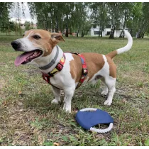 Frisbee dla psa RINGO