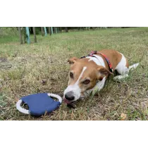 Frisbee dla psa RINGO
