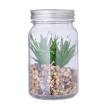 Decorative Plant Kyala
