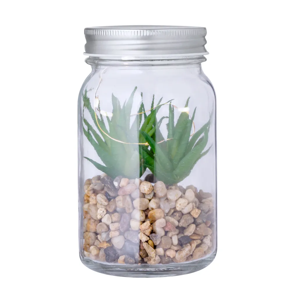 Decorative Plant Kyala